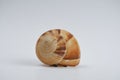 Brown snail shell on white background. Royalty Free Stock Photo