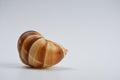 Brown snail shell on white background. Royalty Free Stock Photo