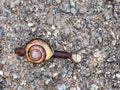 A close view of a snail slithering across a road Royalty Free Stock Photo