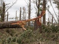 A close view of a snapped pine tree trunk in a destroyed forest after storm cyclone Gabrielle.