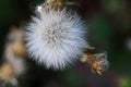 FLUFFY WHITE THISTLE SEED HEAD