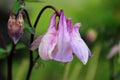 Soft purple columbine flowers in bloom Royalty Free Stock Photo