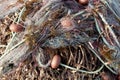 Close View Of Some Fishing Net Floaters, Boat Fishing Nets