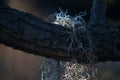 CLOSE VIEW OF SPANISH MOSS HANGING OVER THE BRANCH OF A TREE Royalty Free Stock Photo