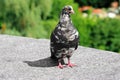 Close view a speckled pockmark pigeon with an orange eye is on the concrete slab