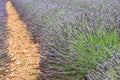 Close view of straight lines of violet lavender bushes