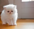 Young white persian kitten Royalty Free Stock Photo