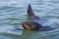 Close view swimming eared seal otariidae in blue water, sunshine