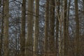 Sunlit tree trunks in dense winter forest with warm golden light and bare branches Royalty Free Stock Photo