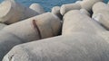 Close view of tetrapod stones on the sea shore to prevent coastal ersosion Royalty Free Stock Photo