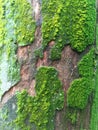 Texture detail of mossy tree