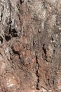 DETAIL OF FLAKING BARK ON THE TRUNK OF A TREE IN SUNLIGHT