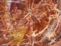 Close Texture Red Petrified Wood