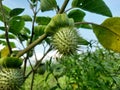 Thorn apple or Datura stramonium or Jimsonweed Royalty Free Stock Photo