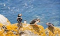 Close view of three puffins on a rock on sunny day