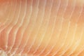 Close view tilapia fillet Royalty Free Stock Photo