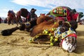 A defeated camel lying down on the ground of wrestling arena at Selcuk, Izmir Royalty Free Stock Photo