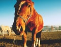 Close view to sleepy horses. Lazy cold morning