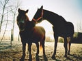 Close view to sleepy horses. Lazy cold morning