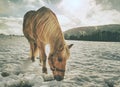 Close view to withe horse feding in snow