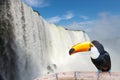 Close view of Toucan toco at the Cataratas waterfalls Royalty Free Stock Photo