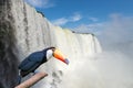 Close view of Toucan toco at the Cataratas waterfalls Royalty Free Stock Photo