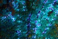 Close view of tree illumination garland at night, city street Royalty Free Stock Photo