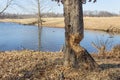 Close view of tree by a lake with severe beaver damage, winter