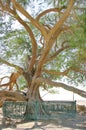 Close view of tree of life in Bahrain Royalty Free Stock Photo