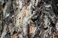 Apple tree bark - close up Royalty Free Stock Photo