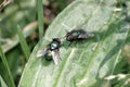Close view of two green  flies on a leef Royalty Free Stock Photo