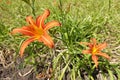 Close view of 2 orange flowers of Hemerocallis fulva Royalty Free Stock Photo