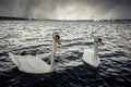 Two wild swans in foreground with storm clouds in background.