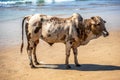 Close view at typical indian holy cow that stands at beach close to sea water. Cow peeing. Royalty Free Stock Photo