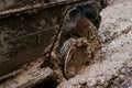 Close of view of a very muddy wheel after off road driving through the dirt and mud.