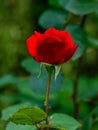 Close view of victor hugo red Rose