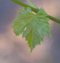 Close View of Vine Leaf. Royalty Free Stock Photo