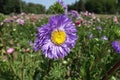 Close view of violet flower of China aster Royalty Free Stock Photo