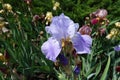 Close view of violet flower of iris Royalty Free Stock Photo