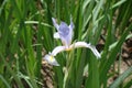Close view of flower of Iris spuria Royalty Free Stock Photo