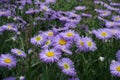 Close view of violet flowers of Erigeron speciosus Royalty Free Stock Photo