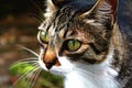 Close View of Watchful Cat Royalty Free Stock Photo