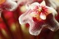 CLOSE VIEW OF A WAX FLOWER FLORET