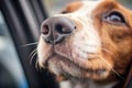 close view of a wet nose and whiskers of a dog in a family van Royalty Free Stock Photo