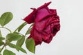 close view of wet red rose profile and its stem isolated on white Royalty Free Stock Photo