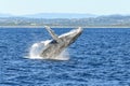 Close view of whale landing back into the ocean after breaching Royalty Free Stock Photo