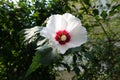 Close view of white crimsoneyed flower of Hibiscus syriacus in mid August