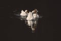 Several swans swimming in the water Royalty Free Stock Photo