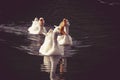 Several swans swimming in the water Royalty Free Stock Photo