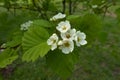 Close view of white five-petaled flowers of Crataegus submollis in May